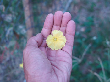 Close-up of hand holding yellow flower