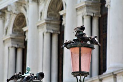 Low angle view of pigeons on street light against building