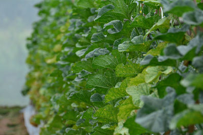 Close-up of fresh green leaves