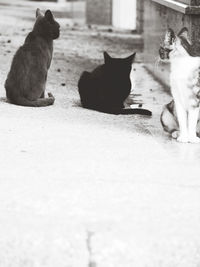 Cats sitting on floor