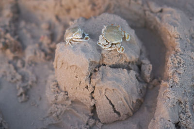 Close-up of crab on sand beach