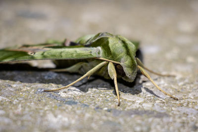 Close-up of insect