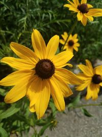 Close-up of yellow flowers blooming outdoors