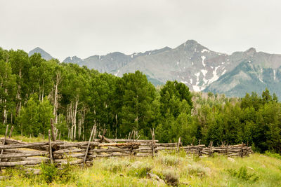 Trees on landscape against mountains