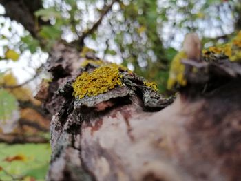 Close-up of lizard on tree trunk
