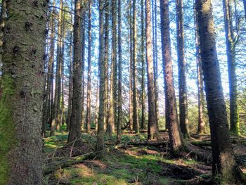 Pine trees in forest