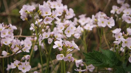 Close-up of white flowering plant