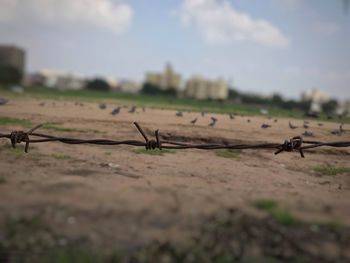 Close-up of insect against sky