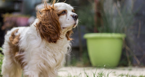 View of hairy dog