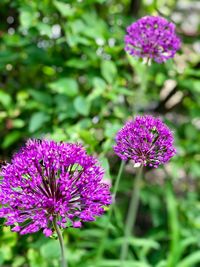 Close-up of purple flowering plants on field