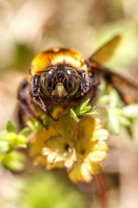 Close-up of carpenter bee on plant