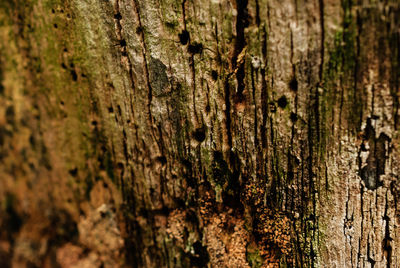 Full frame shot of tree trunk
