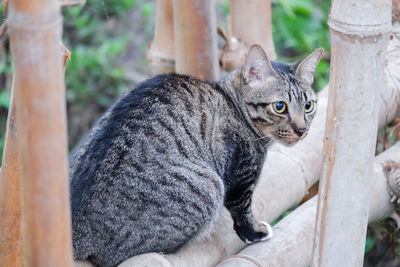 Close-up portrait of a cat