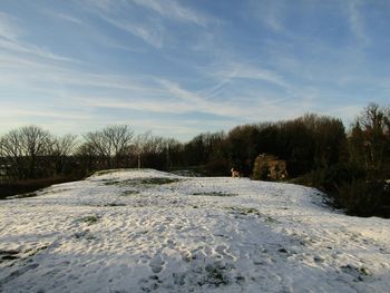 Trees on snow covered field against sky