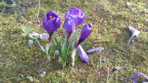 Close-up of purple crocus blooming on field