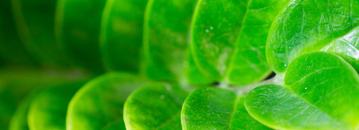 Full frame shot of leaves