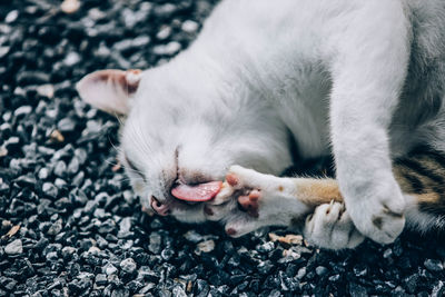 Close-up of cat sleeping