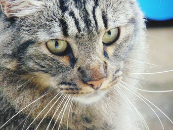 Close-up portrait of cat