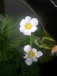 Close-up of white flowers blooming outdoors