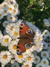 Close-up of butterfly pollinating on flower