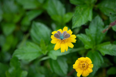 Close-up of yellow flowering plant