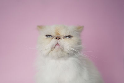 Close-up portrait of a cat