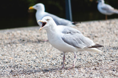 Seagull perching on a land