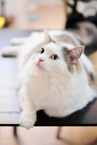 Close-up portrait of a white cat sitting on black dining table looking upwards 