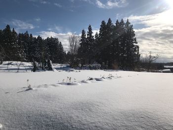 View of birds on snow covered landscape