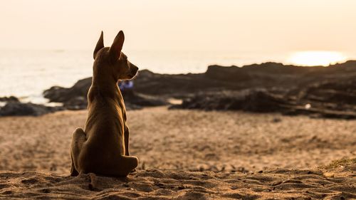 Elephant sitting on sand at beach against sky