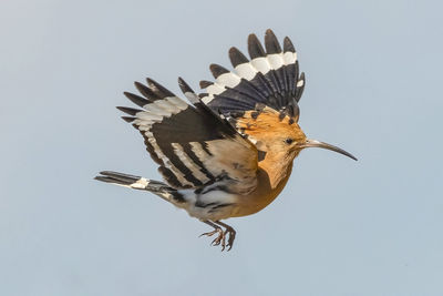 Close-up of bird flying against clear sky