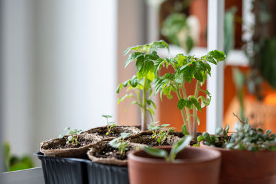 Close-up of potted plant