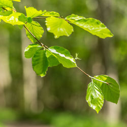 Close-up of leaves