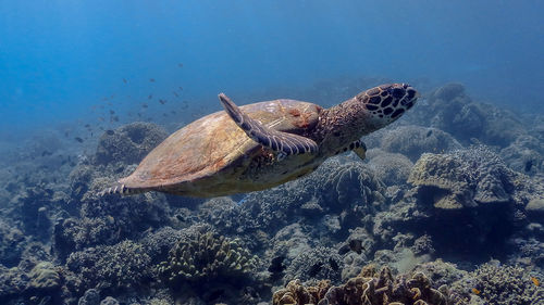 Fish swimming in sea