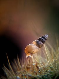 Close-up of a mushroom