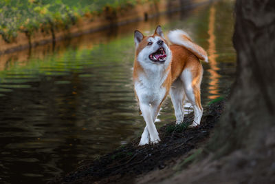 Dog standing on a land