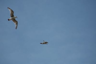 Low angle view of seagulls flying in sky