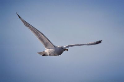 Low angle view of seagull flying against clear sky