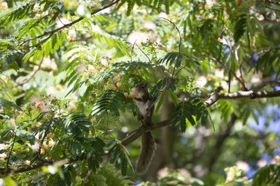 Squirrel smelling a mimosa tree albizia julibrissin bloom while foraging