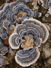 oyster mushroom