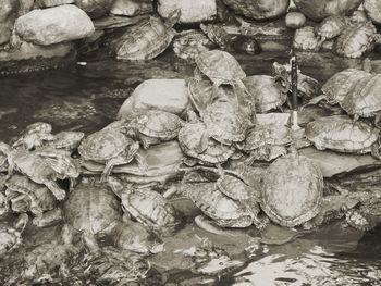 Rocks in a lake