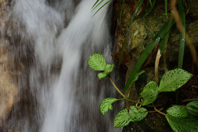 Close-up of water flowing through rocks