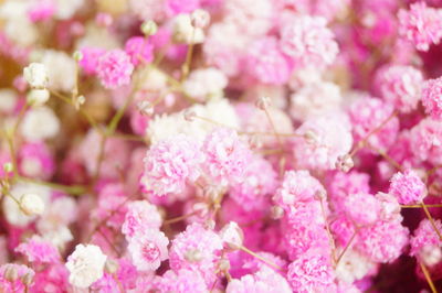 Close-up of pink cherry blossoms