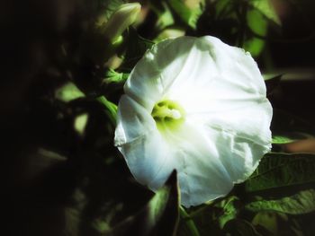 Close-up of white flower blooming outdoors