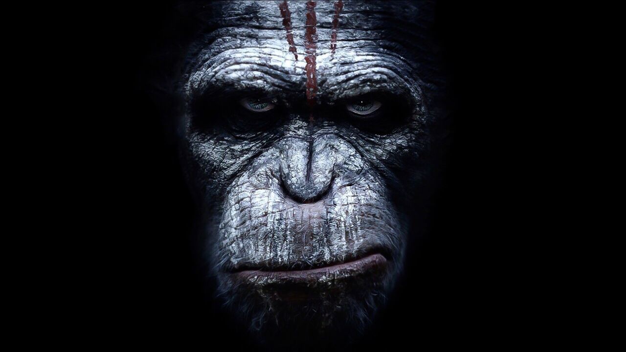 one animal, dark, black background, gorilla, portrait, ape, chimpanzee, animal wildlife, looking at camera, mammal, close-up, studio shot, monkey, animal themes, no people, nature, outdoors, day