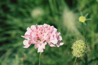 Close-up of pink flowering plant in park