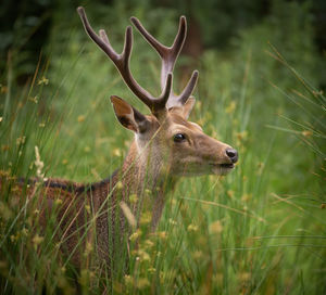 Portrait of deer on field