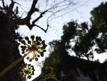 Low angle view of flowers on tree