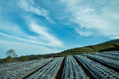 Scenic view of agricultural field against sky