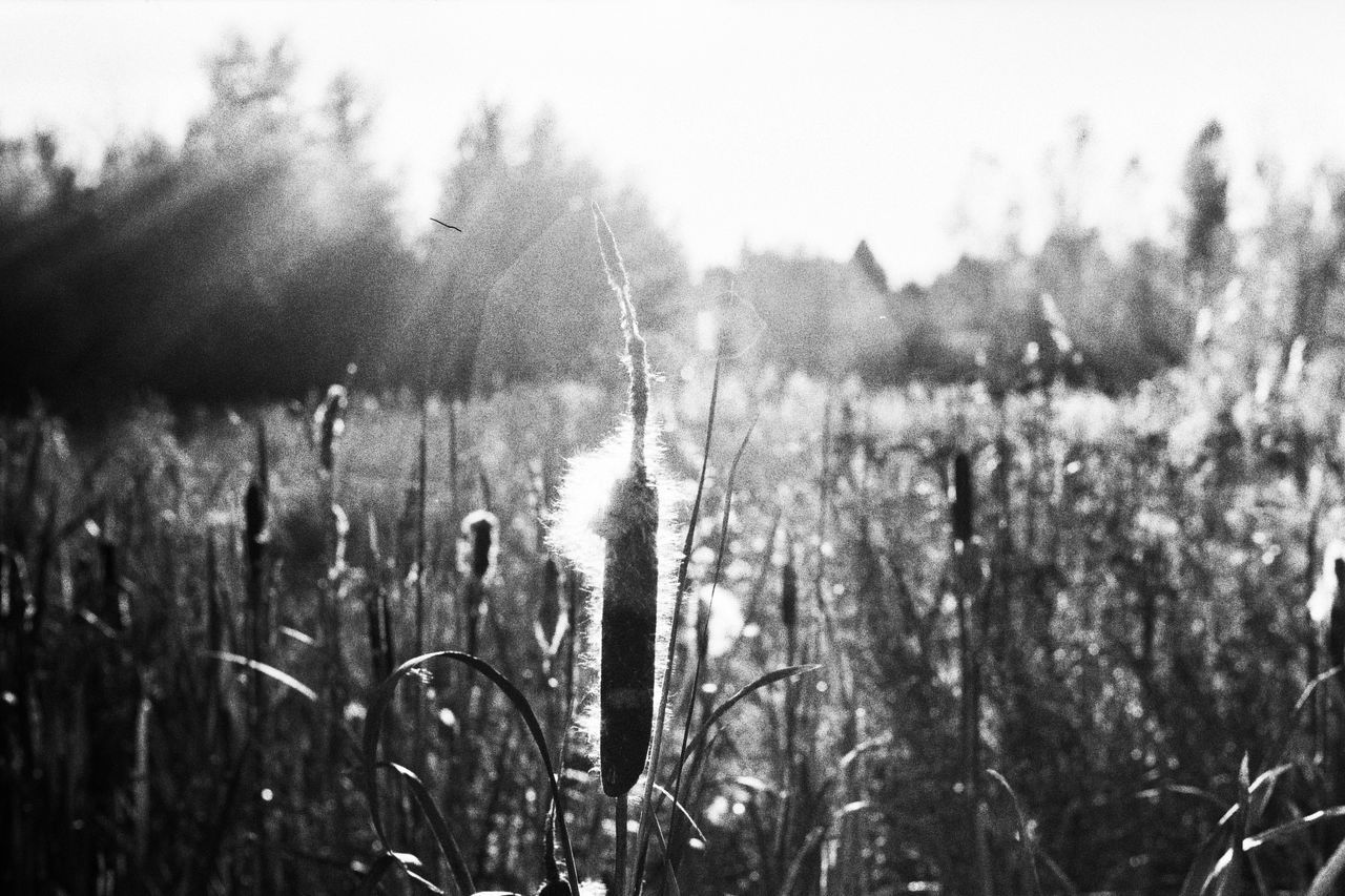 CLOSE-UP OF WATER DROPS ON FIELD